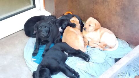 Don+chiots+labrador+ 0 56400 Auray