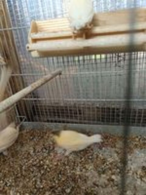   Canaris  