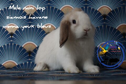 Lapin mini lop 0 62950 Noyelles-godault