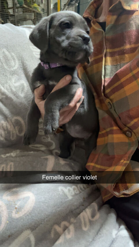 Chiot cane corso 600 02830 Saint-michel