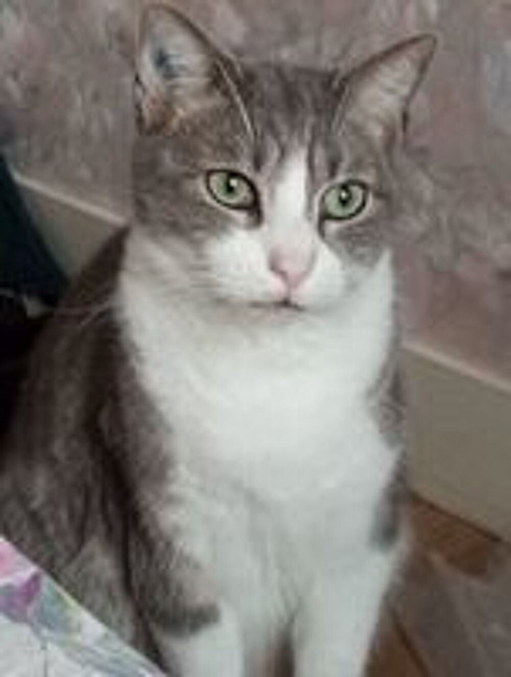   POMPE CHAT GRIS & BLANC 6 ANS 