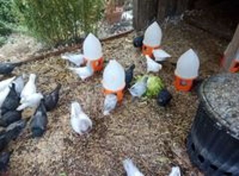   Pigeons texans 