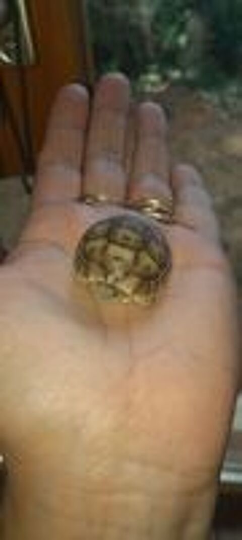   Tortues Graeca juvenile 2026 