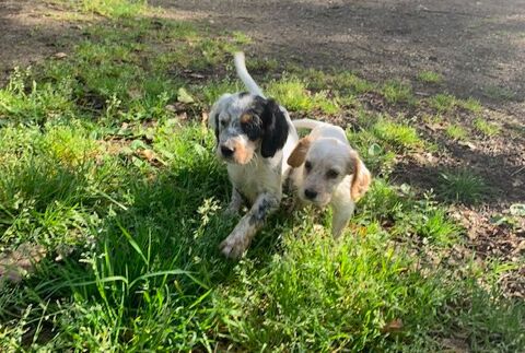 CHIOTS SETTER ANGLAIS LOF CHASSE BECASSE 780 44680 Saint-mars-de-coutais