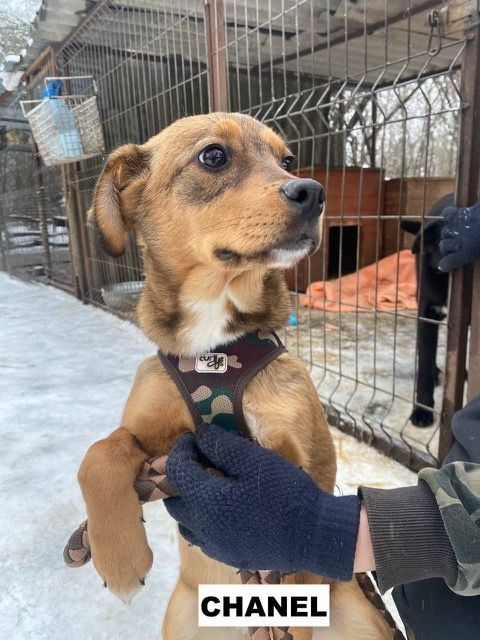CHANEL SE TROUVE DANS UN REFUGE EN UKRAINE 0 75018 Paris