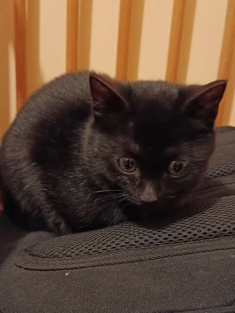 Chat AARON à l adoption 150 30000 Nmes