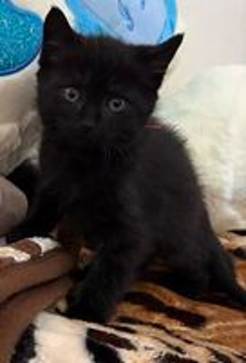   Chaton  