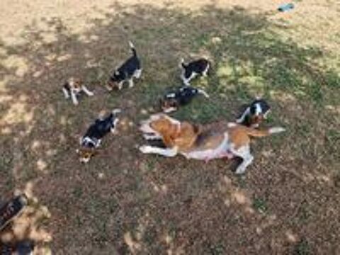   Chiots beagles  