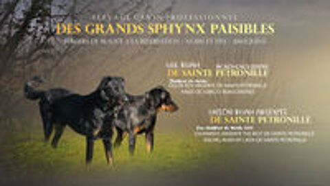   3 CHIOTS BEAUCERONS LOF MALES NOIR ET FEU 