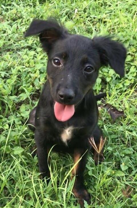 CLARINETTE AU REFUGE EN GUADELOUPE 0 75018 Paris