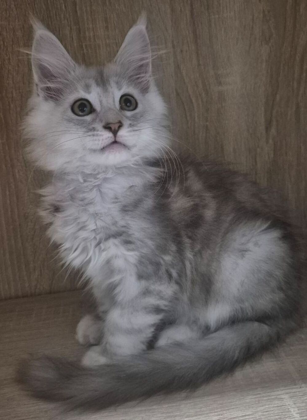    1 femelle et 1 mâle maine coon disponible  