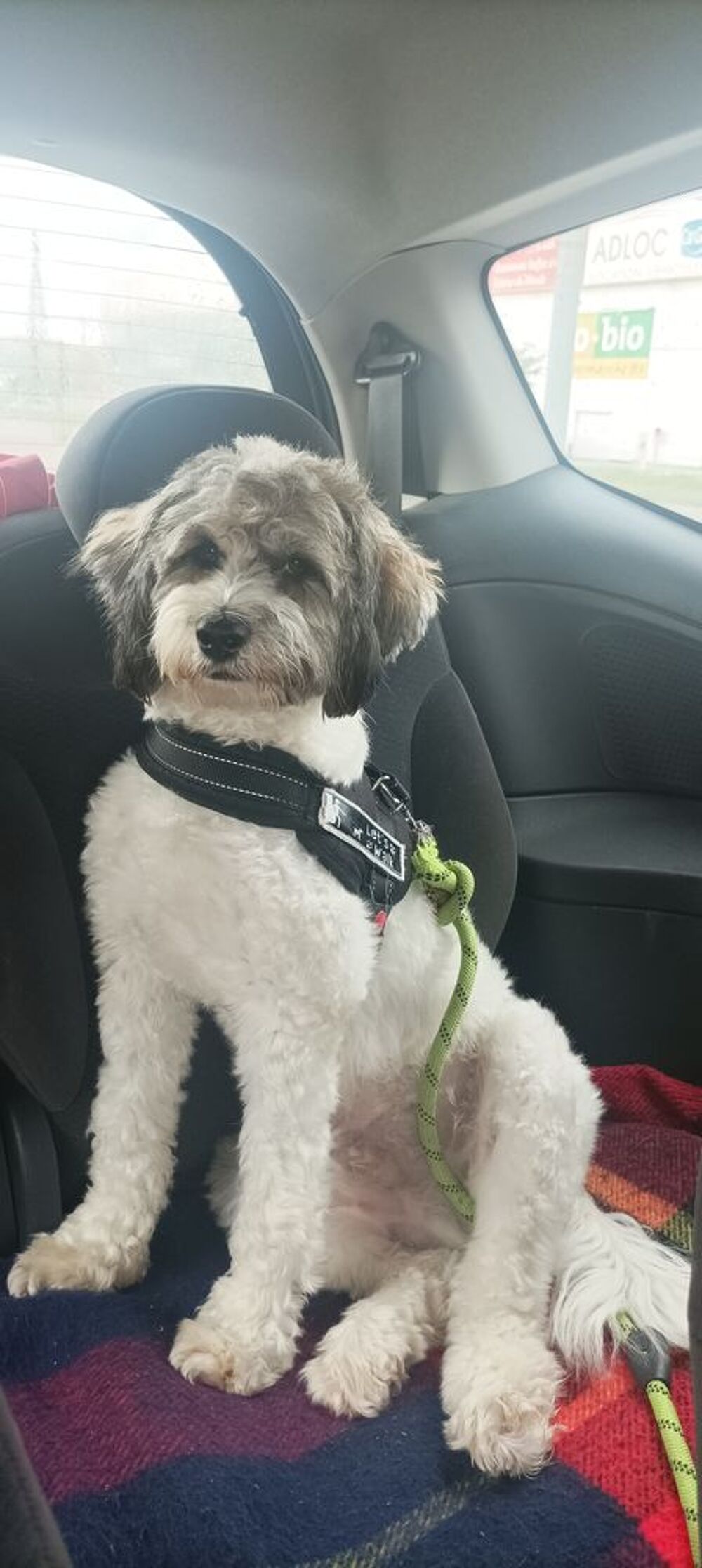   Pet Sitter garde chat, chien éduqués et oiseaux  