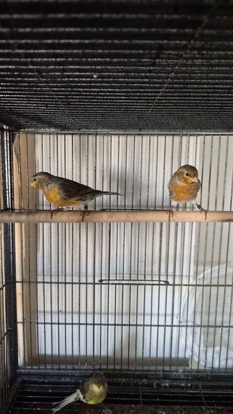 Canaris m&acirc;le et femelle jeune de l'ann&eacute;e 0 86430 Luchapt