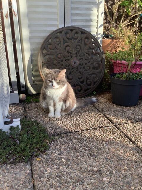 Recherche jeune chaton femelle poils longs ou mi-longs, 0 25000 Besan�on