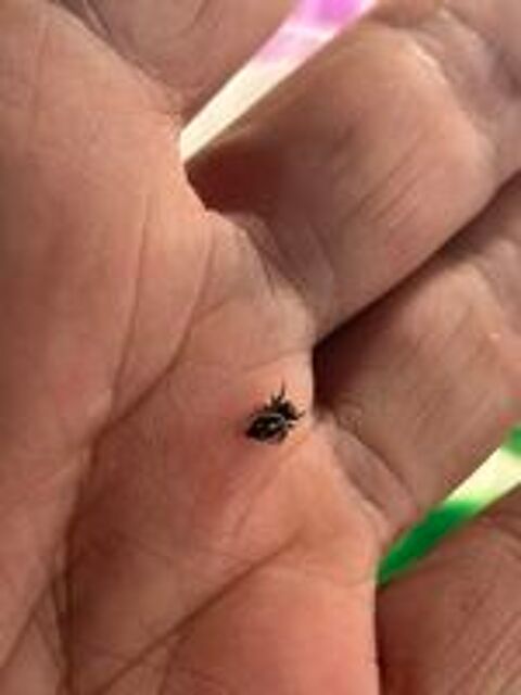   J'aurais à placer des phidippus regius Bahamas
Taille L4
