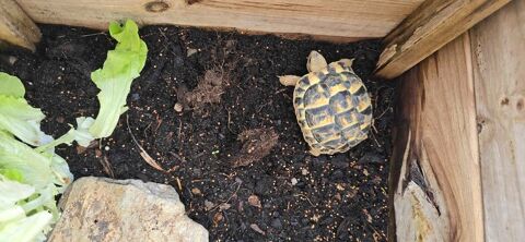 Reptil de 15 mois disponibles 95 Neuville-sur-Oise (95)