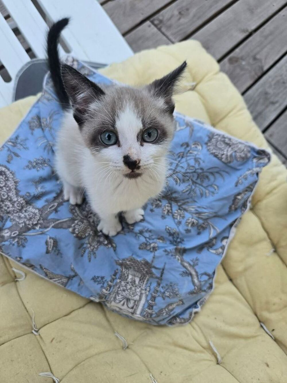   BOONY chaton mâle type siamois 6 mois 