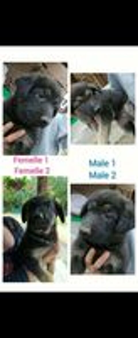   Chiots berger allemand disponibles 