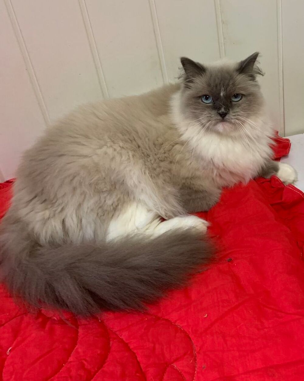   jeune ragdoll 
