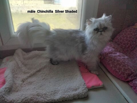 Persan Chinchilla  adolescent 600 07290 Quintenas