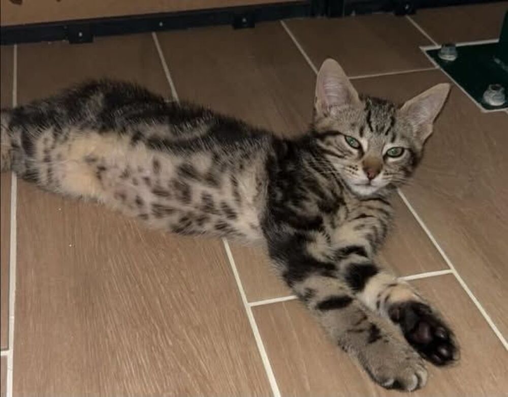   MILO 