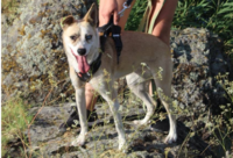   A L'ADOPTION PUSHA 