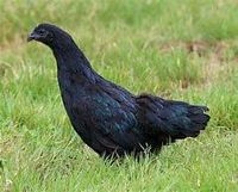  Poule ayam cemani livraison possible 