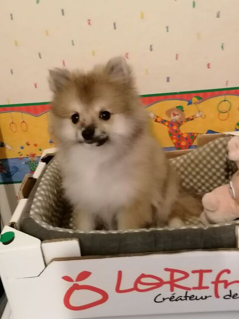 chiot   spitz  nain 1300 17400 Saint-denis-du-pin