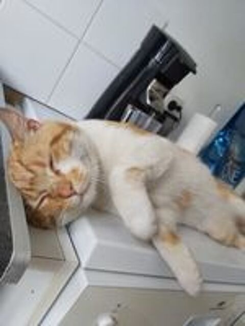  Moumoune, un gentil minet !!! 