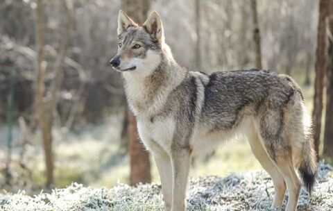 Chiots lof de race chien-loup tchécoslovaque  2300 32000 Auch