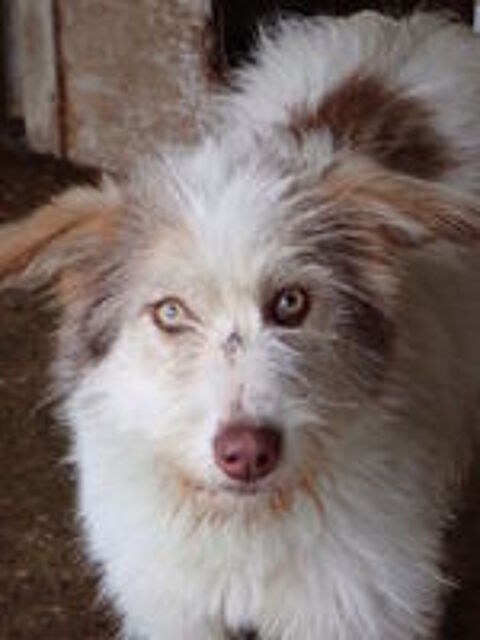   Shiley à l'adoption 
