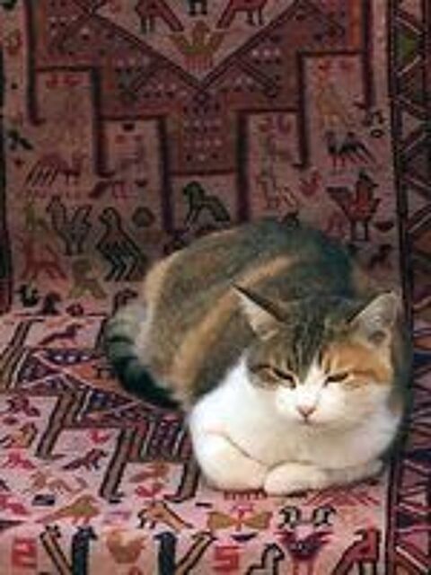   CAUSETTE, jolie chatte tricolore à adopter via l'association UMA 