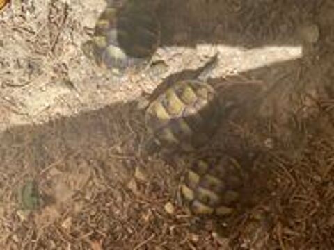   Tortue de terre  