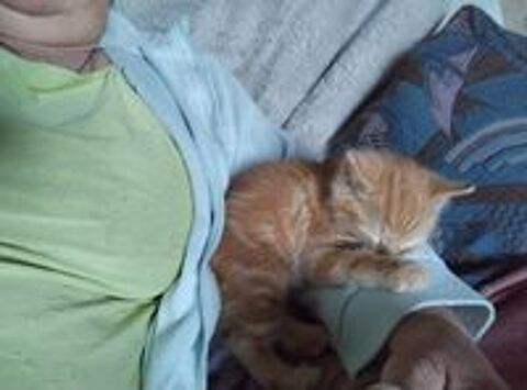   Donne chaton mâle  
