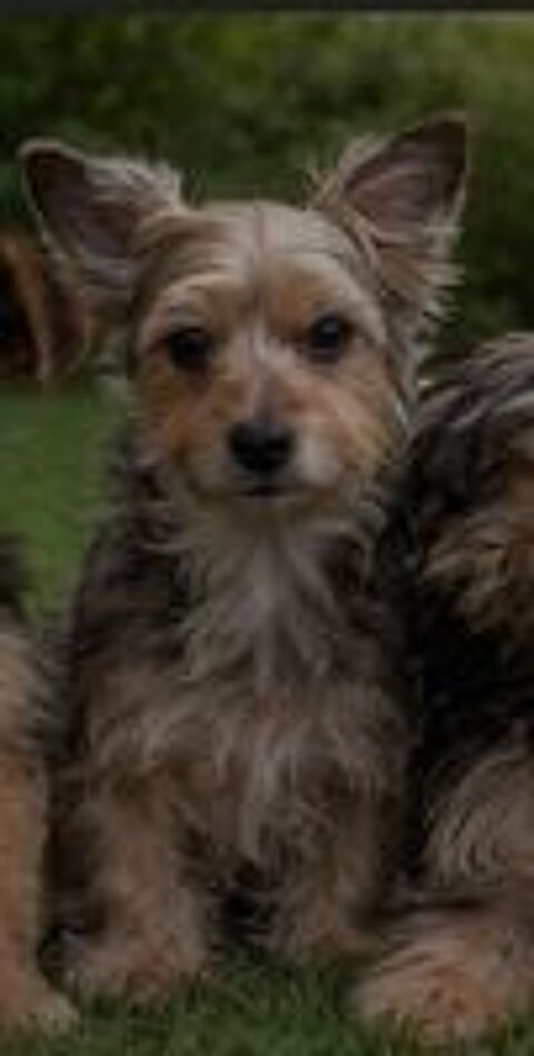   Chiots type yorkshire femelle  
