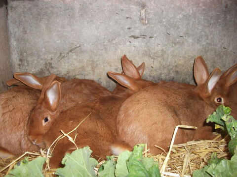 Femelle LAPIN FAUVE de Bourgogne 44590 Derval