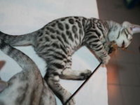   Chatons Bengal LOOF 