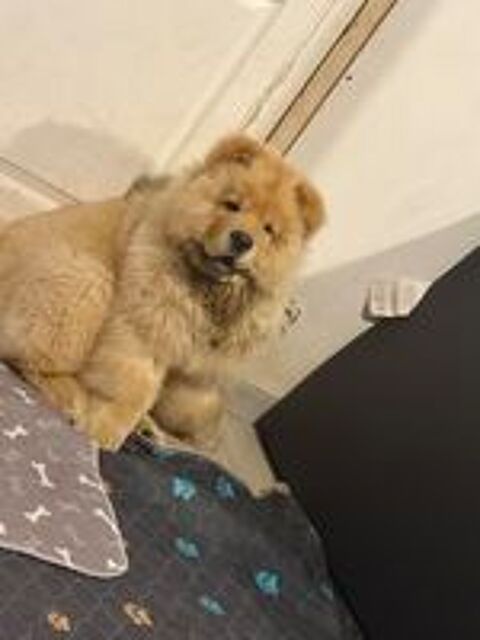   À réserver 7 magnifiques Chow Chow  