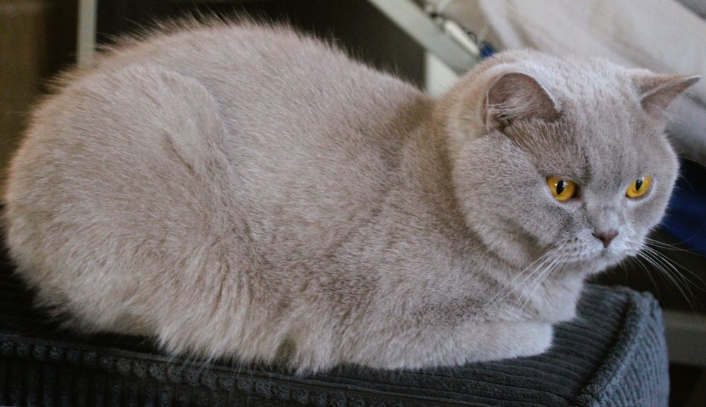   Chatte retraitée d'élevage 