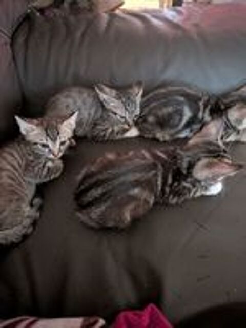   Donne chaton  