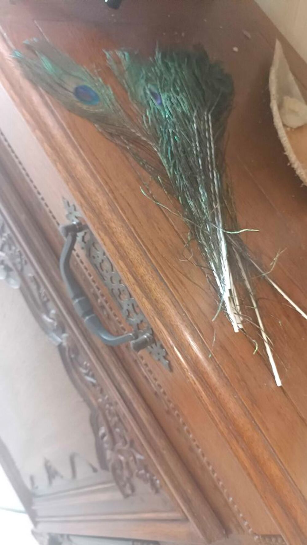 Plumes de paons naturelles Décoration