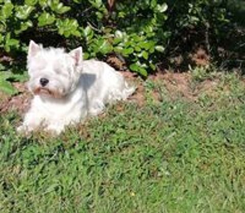   BEAU MÂLE WESTIE RECHERCHE FIANÇÉE POUR UNE 1ère SAILLIE  