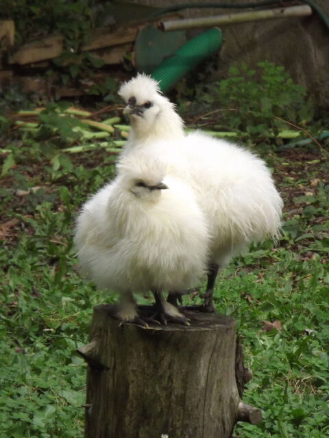 couple de poule-soie 30 44130 Blain