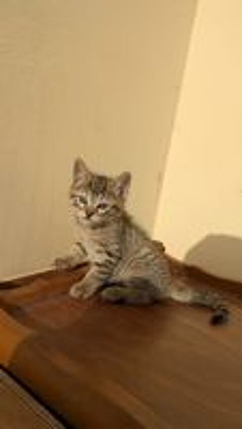   DON CHATONS SEVRES 