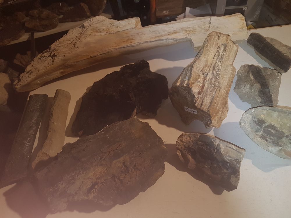  Lots bois fossile 