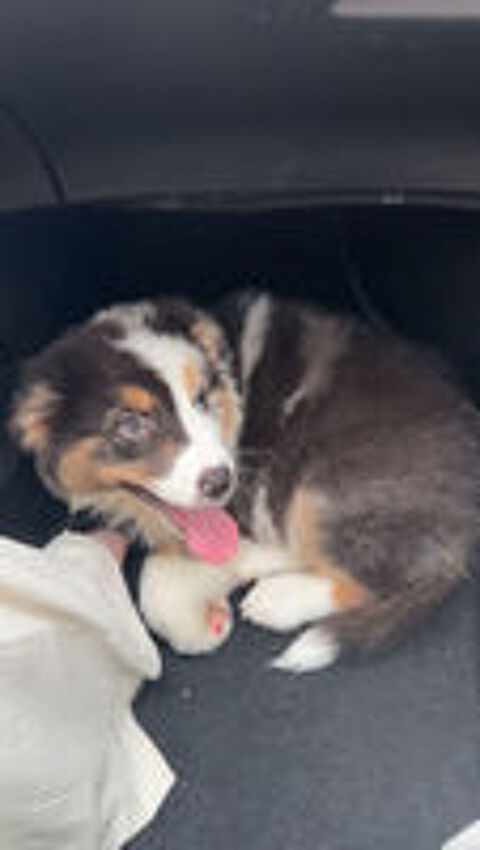   Chiot berger australien merle  