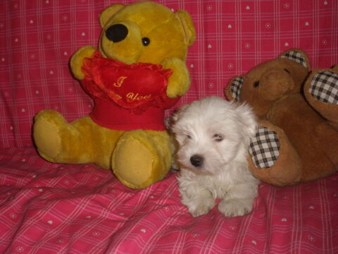 Magnifiques Chiots Bichons Maltais   950 74490 Saint-jeoire