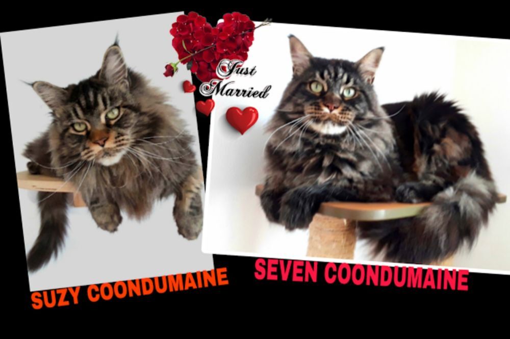   CHATONS MAINE COON CHATTERIE COONDUMAINE BARONVILLE 57340 