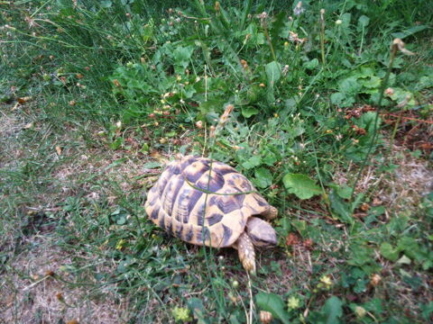 Tortue terrestre de 9 ans 110 68200 Mulhouse