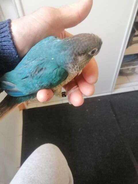Conure eam 180 82200 Moissac